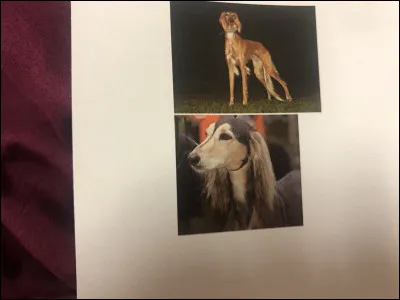 Quelle race de chien se trouve sur cette photo ?