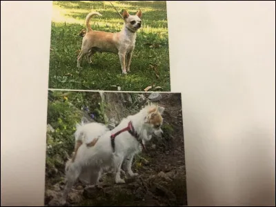 Quelle race de chien se trouve sur cette photo ?