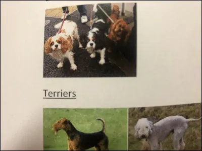 Quelle race de chien se trouve sur cette photo ?