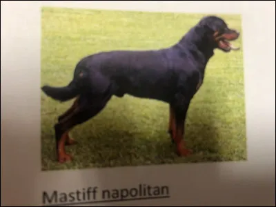 Quelle race de chien se trouve sur cette photo ?