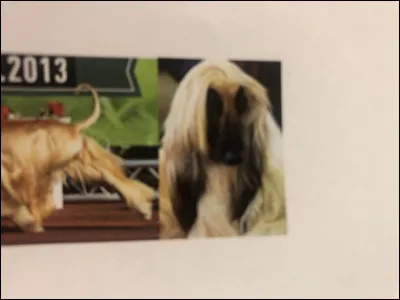 Quelle race de chien se trouve sur cette photo ?