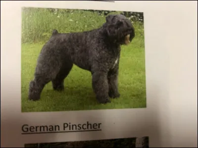 Quelle race de chien se trouve sur cette photo ?