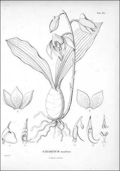 Attendant en vain d'embarquer à Marseille pour une expédition française vers l'Orient (bien que Napoléon le prendra pour [...qui ou quoi donc ?]), il se rend à pieds avec le botaniste Aimé Bonpland vers ... (Complétez !)