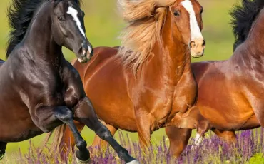 Quiz Galop 2
