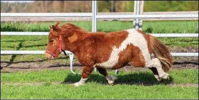 Combien de temps comporte le galop ?