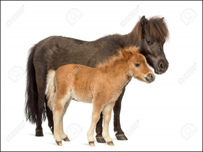 À partir de quelle taille appelle-t-on l'équidé cheval ?