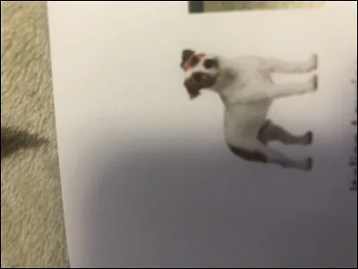 Quelle race de chien se trouve sur cette photo ?