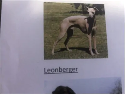 Quelle race de chien se trouve sur cette photo ?