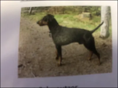 Quelle race de chien se trouve sur cette photo ?