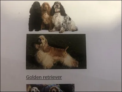 Quelle race de chien se trouve sur cette photo ?