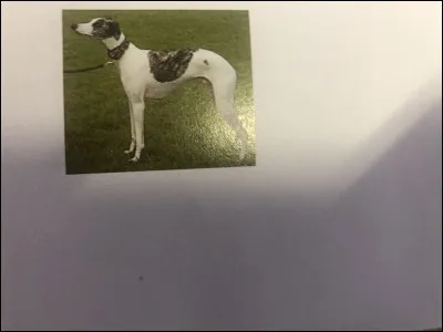 Quelle race de chien se trouve sur cette photo ?