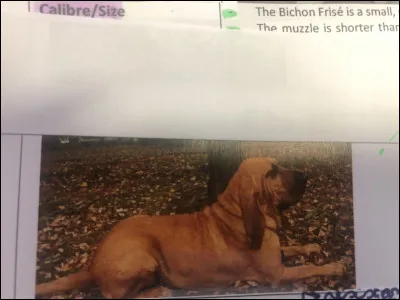 Quelle race de chien se trouve sur cette photo ?