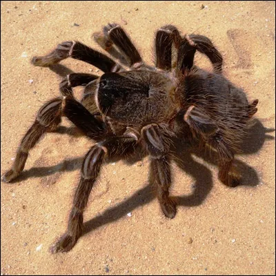 Quelle plante ornementale originaire de r&eacute;gions chaudes et s&egrave;ches a &eacute;t&eacute; dans les ann&eacute;es 1980 la cible d�une l&eacute;gende urbaine selon laquelle elle abriterait des mygales ?