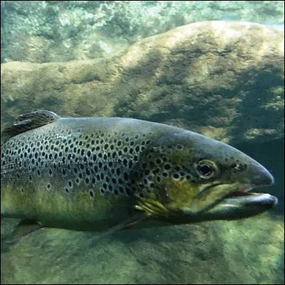 Quel compositeur est l�auteur du quintette "La Truite" ?