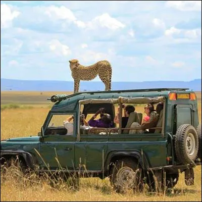 Lequel de ces animaux fait partie des Big Five des safaris africains ?