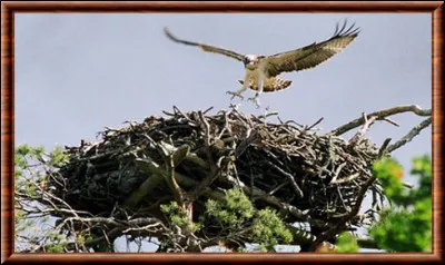 Répond à l'appel, c'est l'...