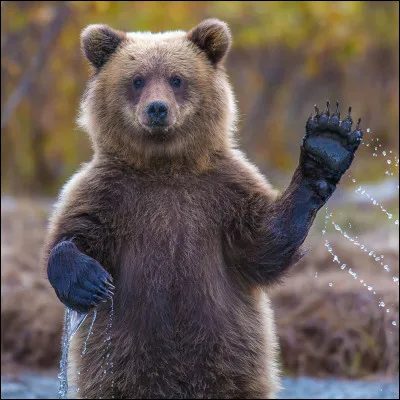 Quel est le nom de cet animal ?