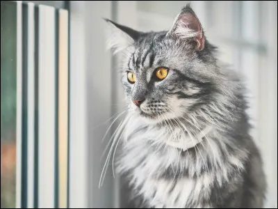 Quel est le nom de cet animal ?