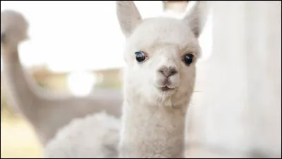 Quel est le nom de cet animal ?