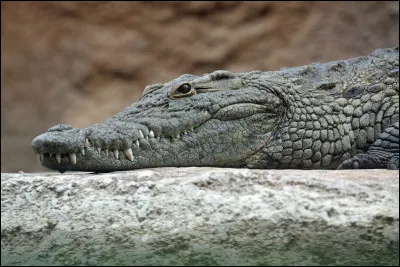 Quel est le nom de cet animal ?