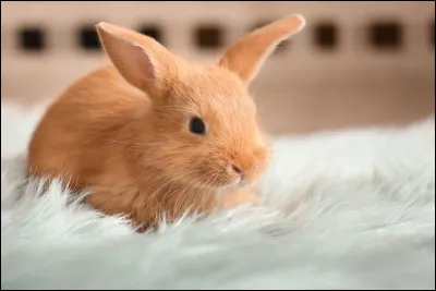 Quel est le nom de cet animal ?