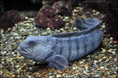 Quel est cet animal ?