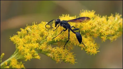 Quel est cet insecte ?