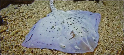 Wow, qu'est-ce que ça peut être ?