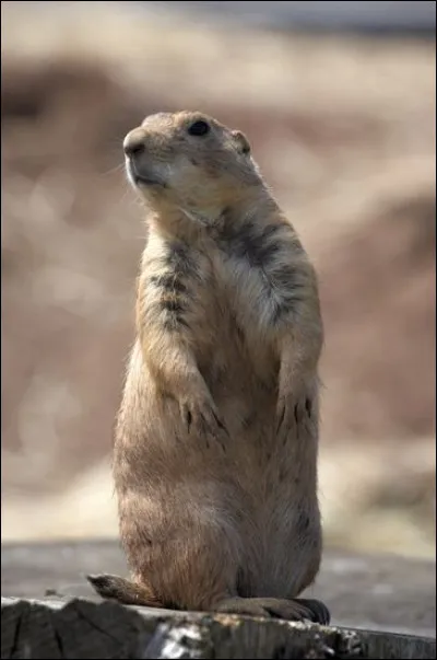 Et lui, qui est-il ?