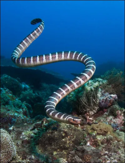 C'est un peu facile...