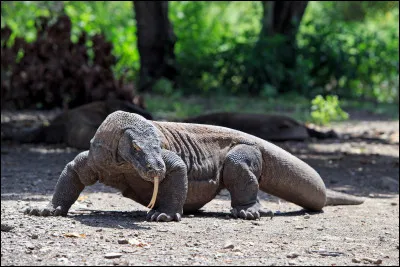 Je suis sûr que tu le connais !