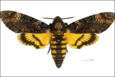 C'est certes un papillon mais de quelle espèce ?