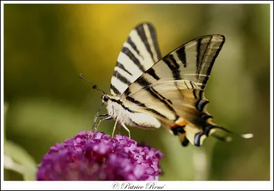 On continue sur les papillons ! Quelle est cette espèce ?