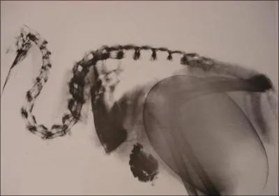 Quel oiseau pond des oeufs qui psent le quart de son poids ?