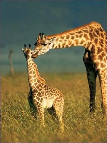 Quel est le nombre de vertbres cervicales de la girafe compar  celui du lapin ?