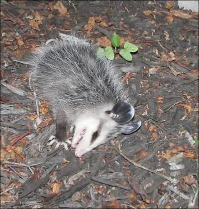 Quel animal feint de mourir en cas de danger ?