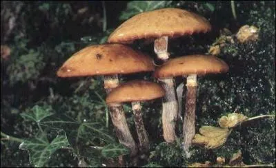 En cas d'ingestion de champignons non comestibles, il faut :