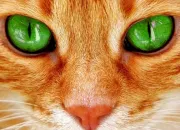 Quiz Les chats : vrai ou faux