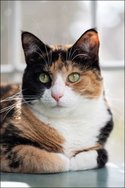 Si un chat non pucé est trouvé à plus de 300 mètres de son habitation, il peut être emmené par la fourrière.