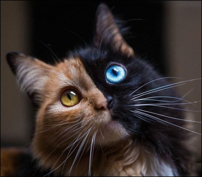 Le chat est le plus petit des félidés.