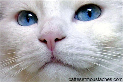 Un chat peut s'approprier 70 hectares.