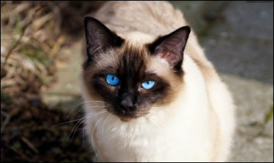 Pour une expo, un chat doit avoir un pedigree, être reconnu par le LOOF ou la FIFé.