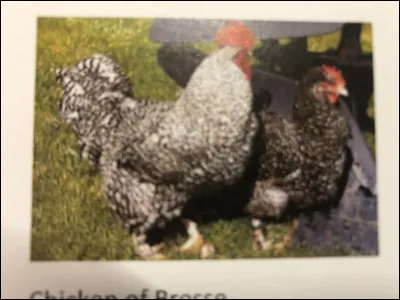 Quelle est cette race de poule ?