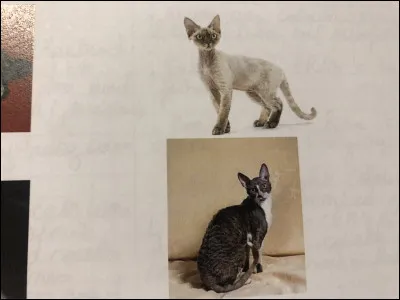 Quelle est cette race de chat ?