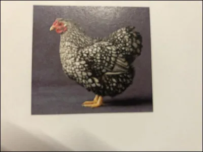 Quelle race de poule se trouve sur cette image ?