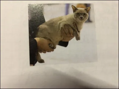 Quelle race de chat se trouve sur cette image ?