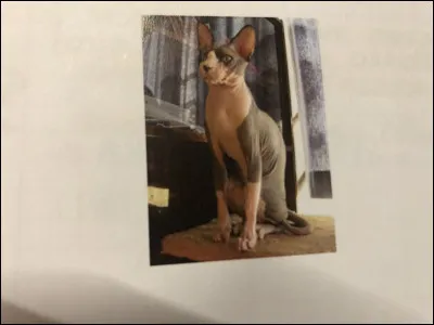 Quelle race de chat se trouve sur cette image ?