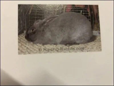 Quelle race de lapin se trouve sur cette image ?