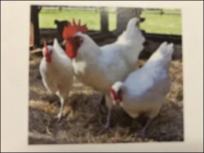 Quelle race de poule se trouve sur cette image ?