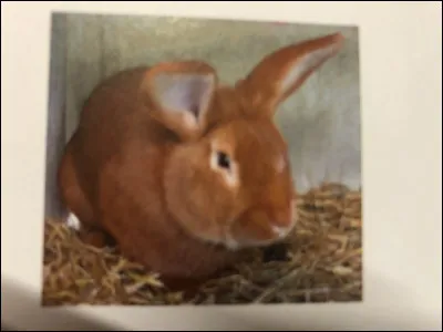 Quelle race de lapin se trouve sur cette image ?